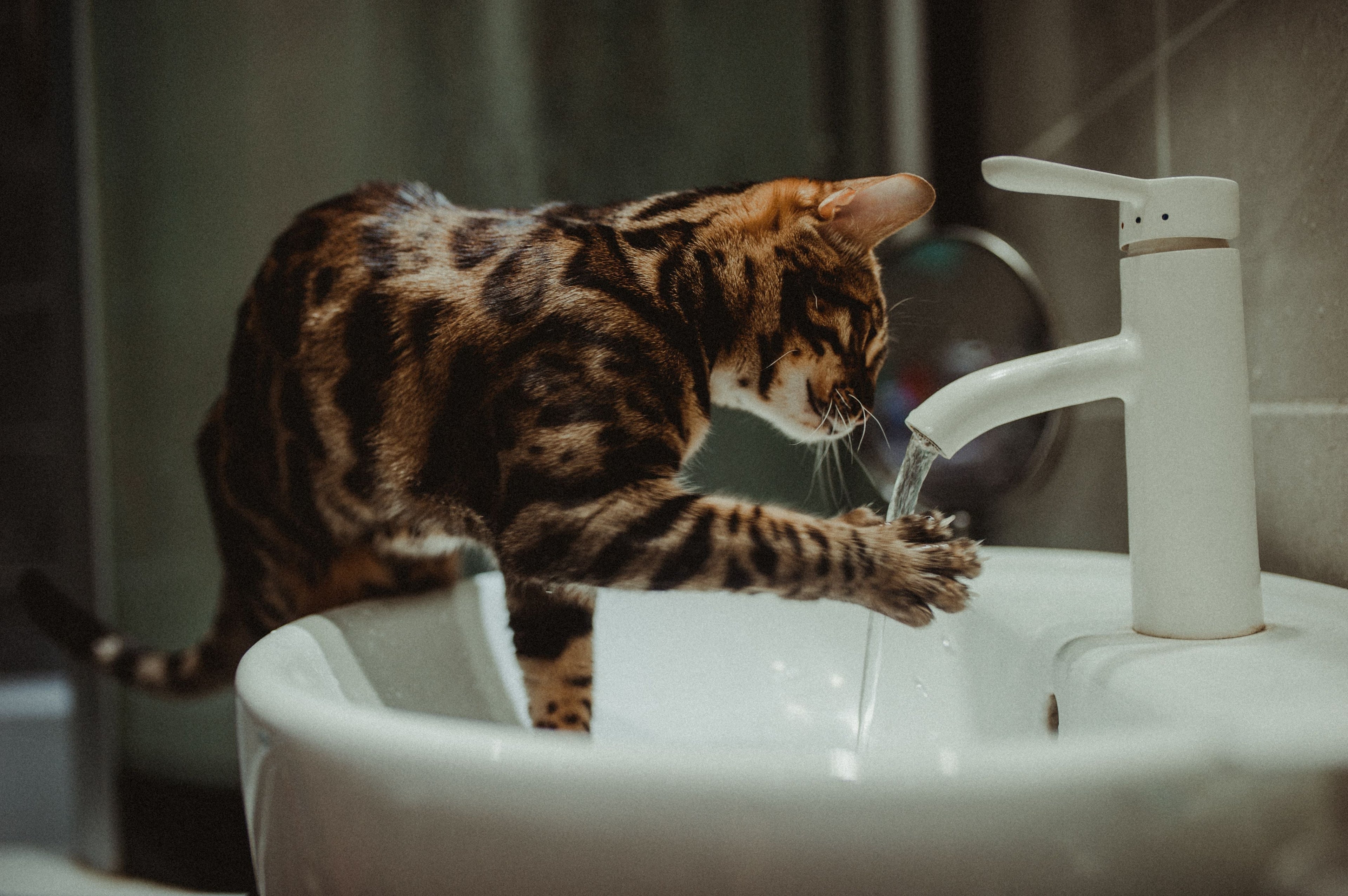 Kitten Won’t Drink Water? Reasons Why and How to Encourage Healthy Hydration