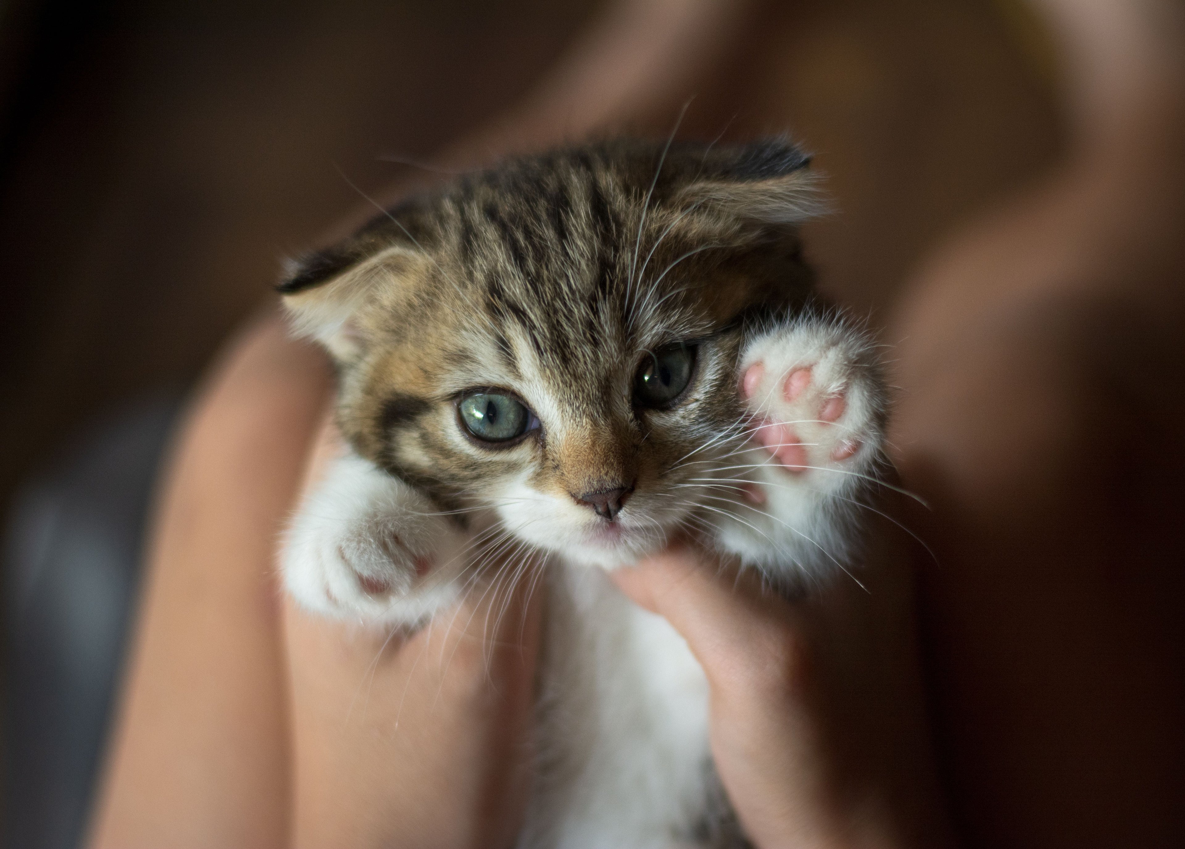 What to Expect During Your Kitten's First 24 Hours