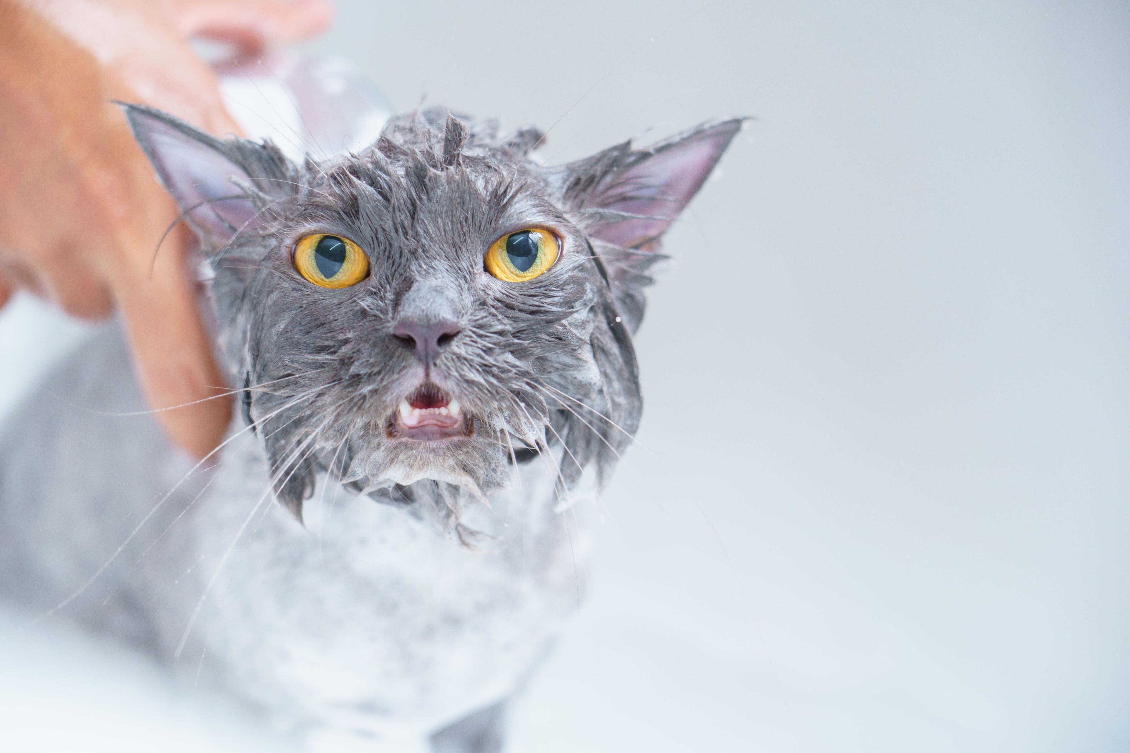 Do Kittens Need Baths? A Complete Guide for New Cat Owners