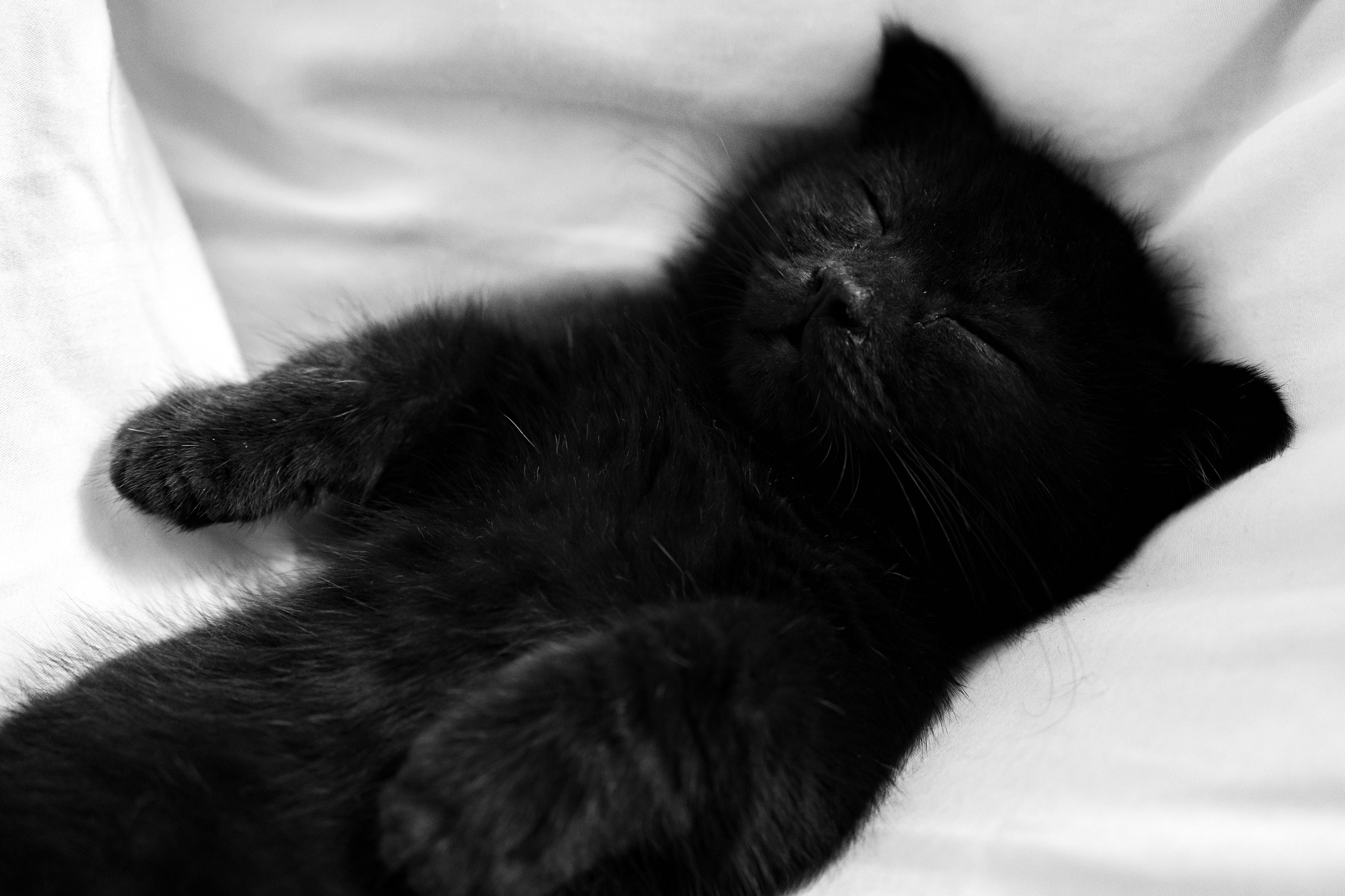 Should You Let Your Kitten Sleep in Your Bed? Pros, Cons &amp; Expert Tips