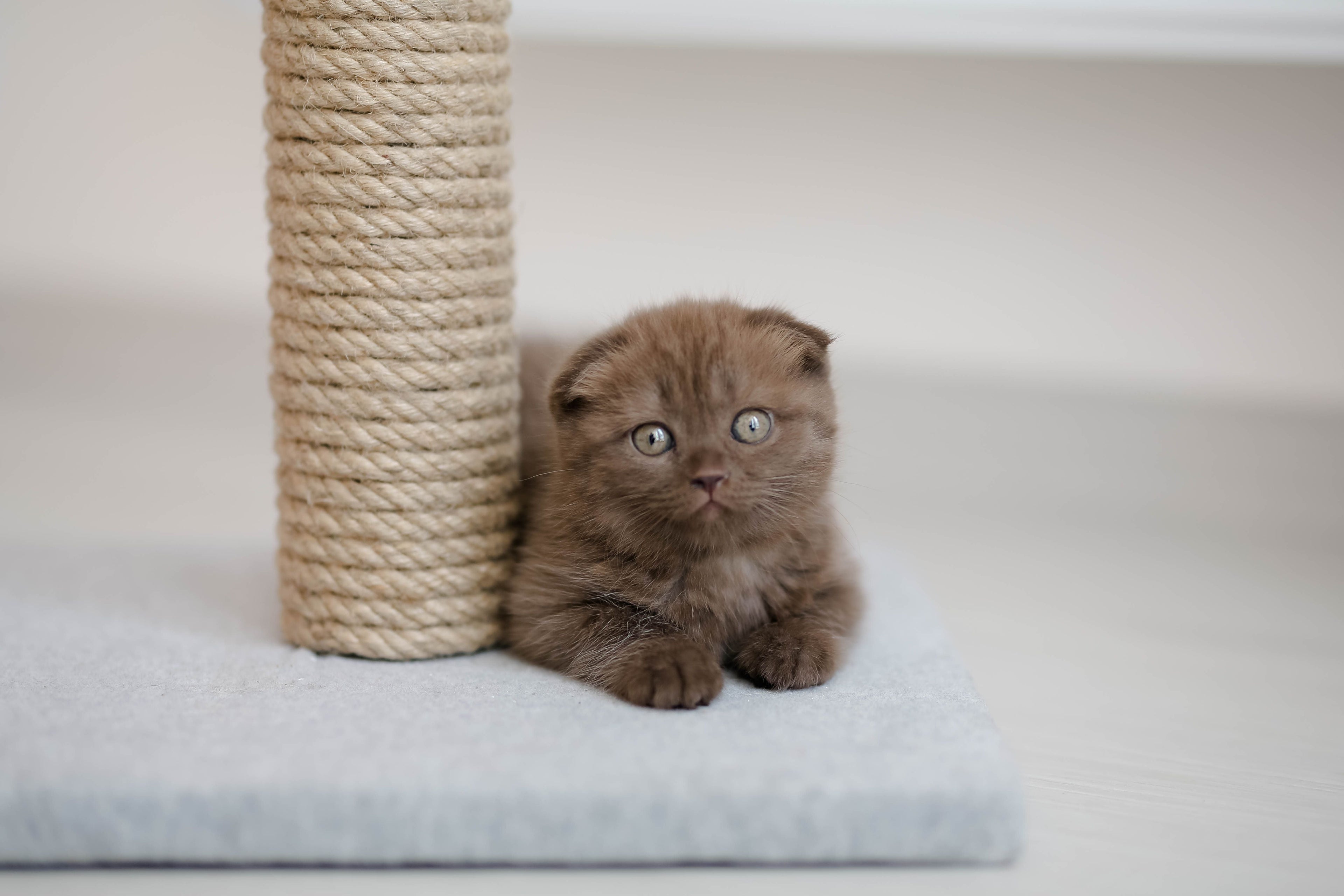 Why Does My Kitten Scratch Everything? Understanding and Stopping Destructive Scratching