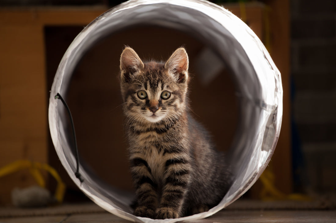 How Old Is My Kitten? A Complete Age Guide