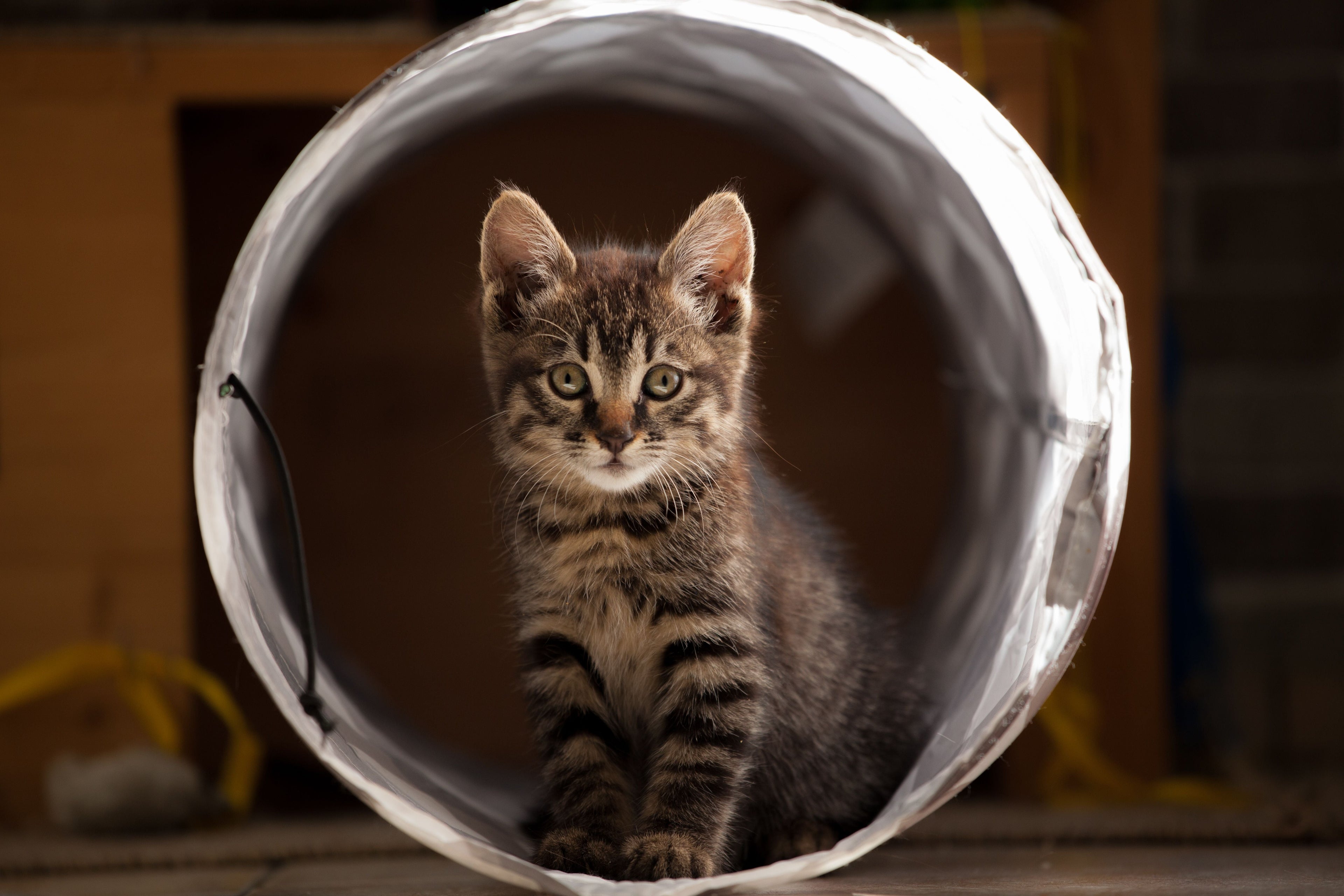 How Old Is My Kitten? A Complete Age Guide