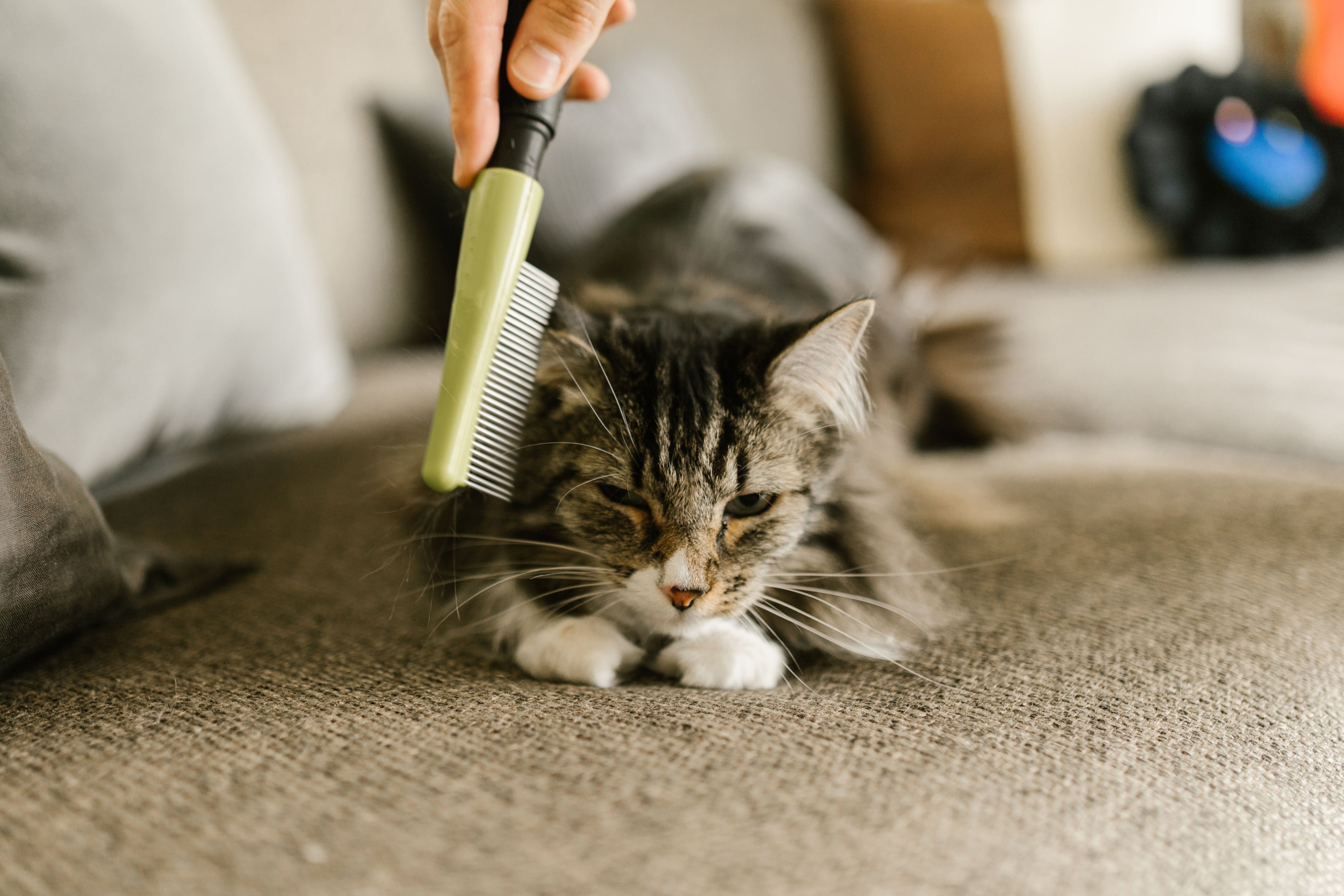 When Should You Start Brushing Your Kitten? Grooming Guide