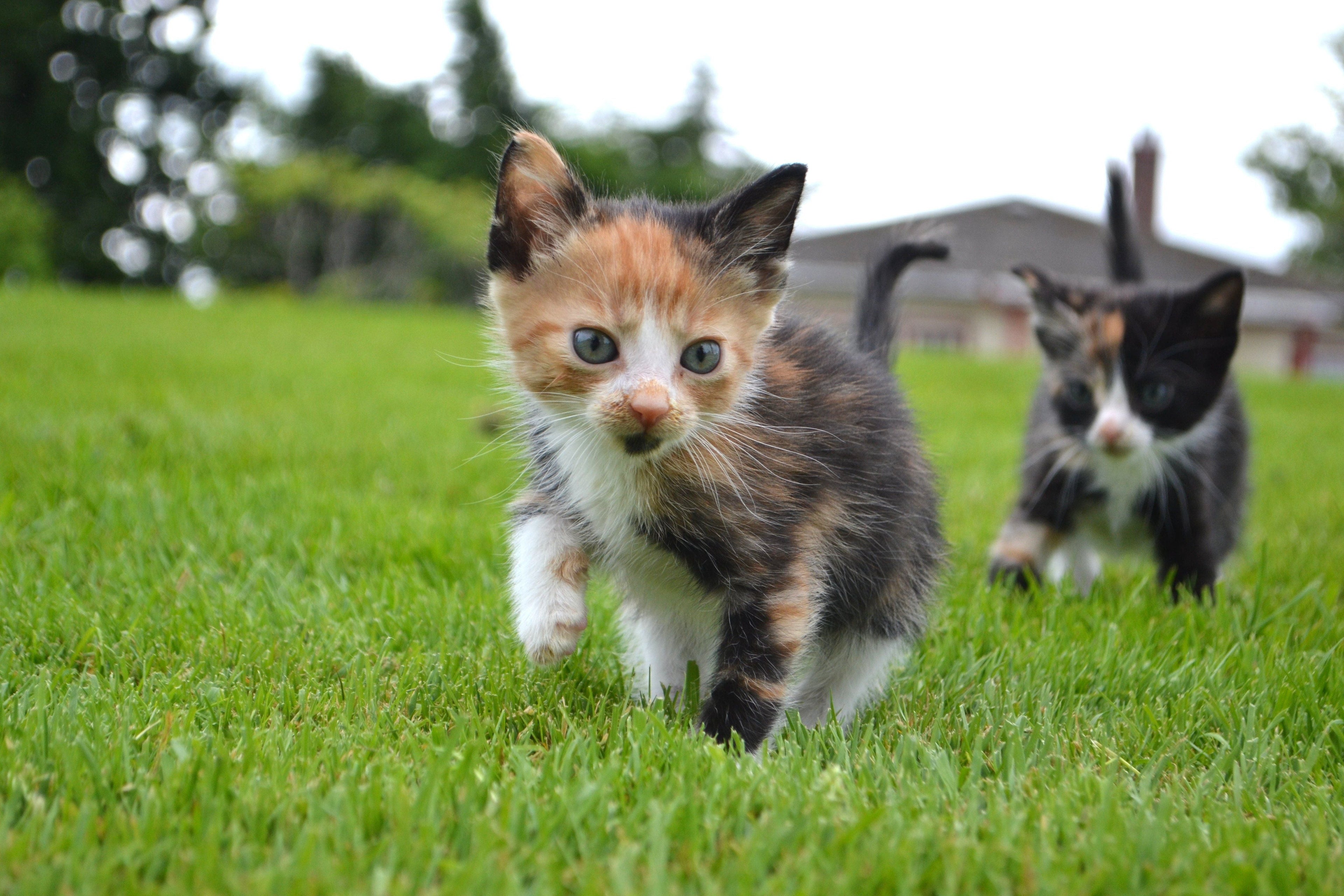 Why Does My Kitten Follow Me Everywhere?