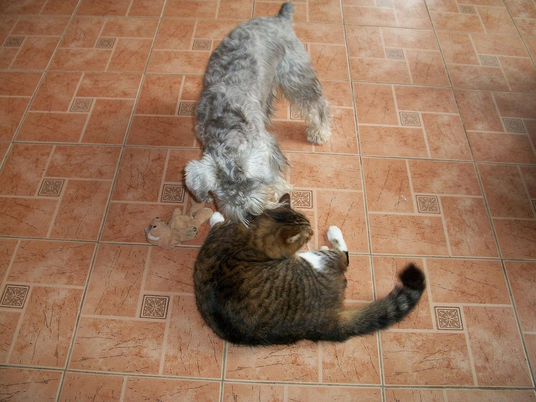 Introducing a Kitten to Your Dog: A Safe Step-by-Step Guide