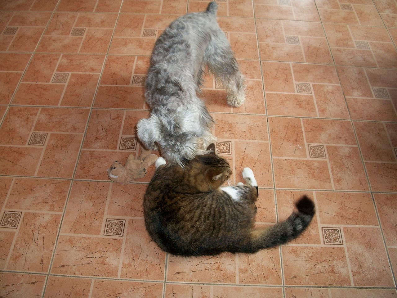 Introducing a Kitten to Your Dog: A Safe Step-by-Step Guide