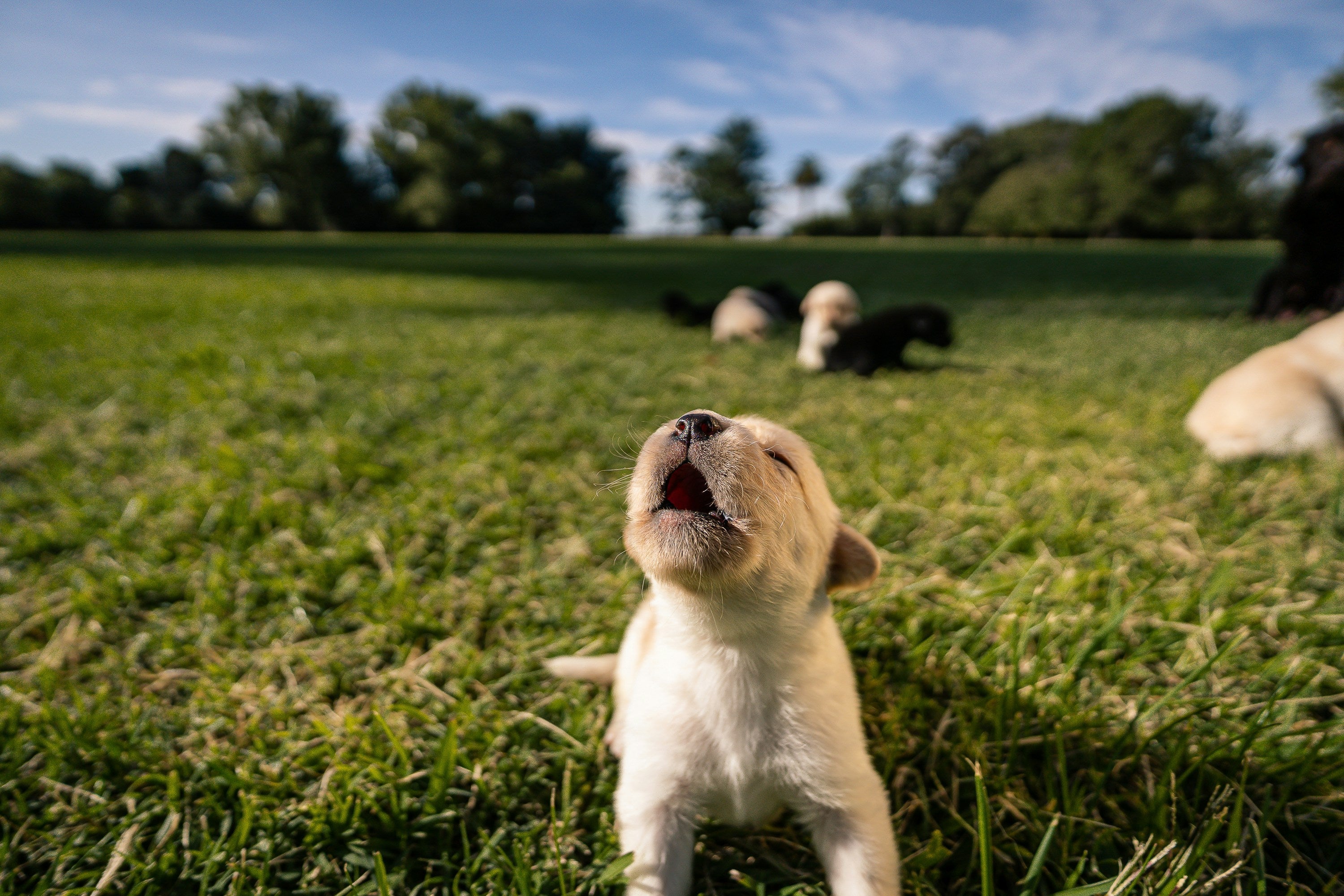 How to Stop Excessive Barking Before It Becomes a Habit | Puppy Barking Tips