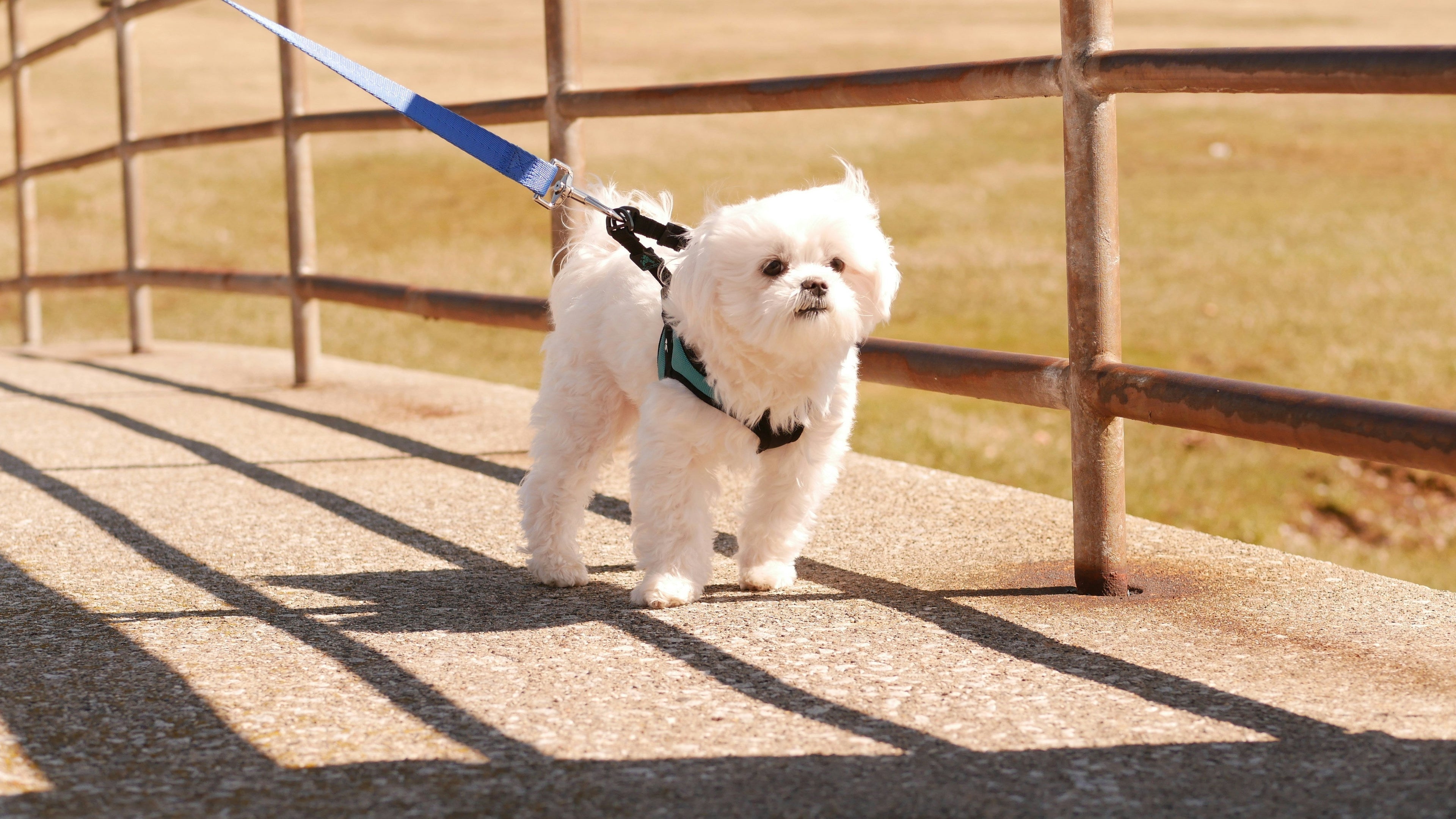 How Often Should You Walk a Puppy? A Complete Guide for New Dog Owners