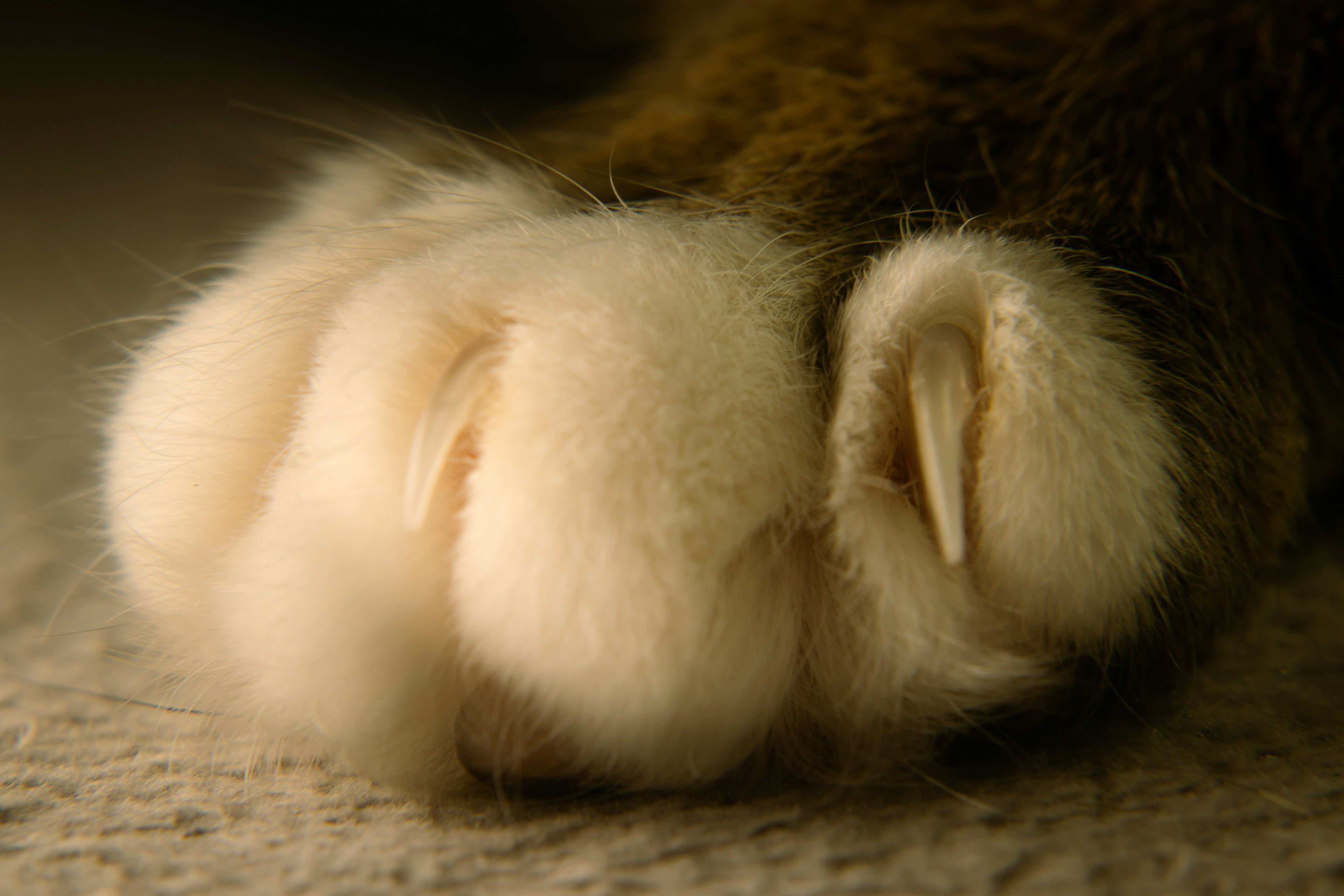 How to Trim Your Kitten’s Nails Safely: A Simple Step-by-Step Guide