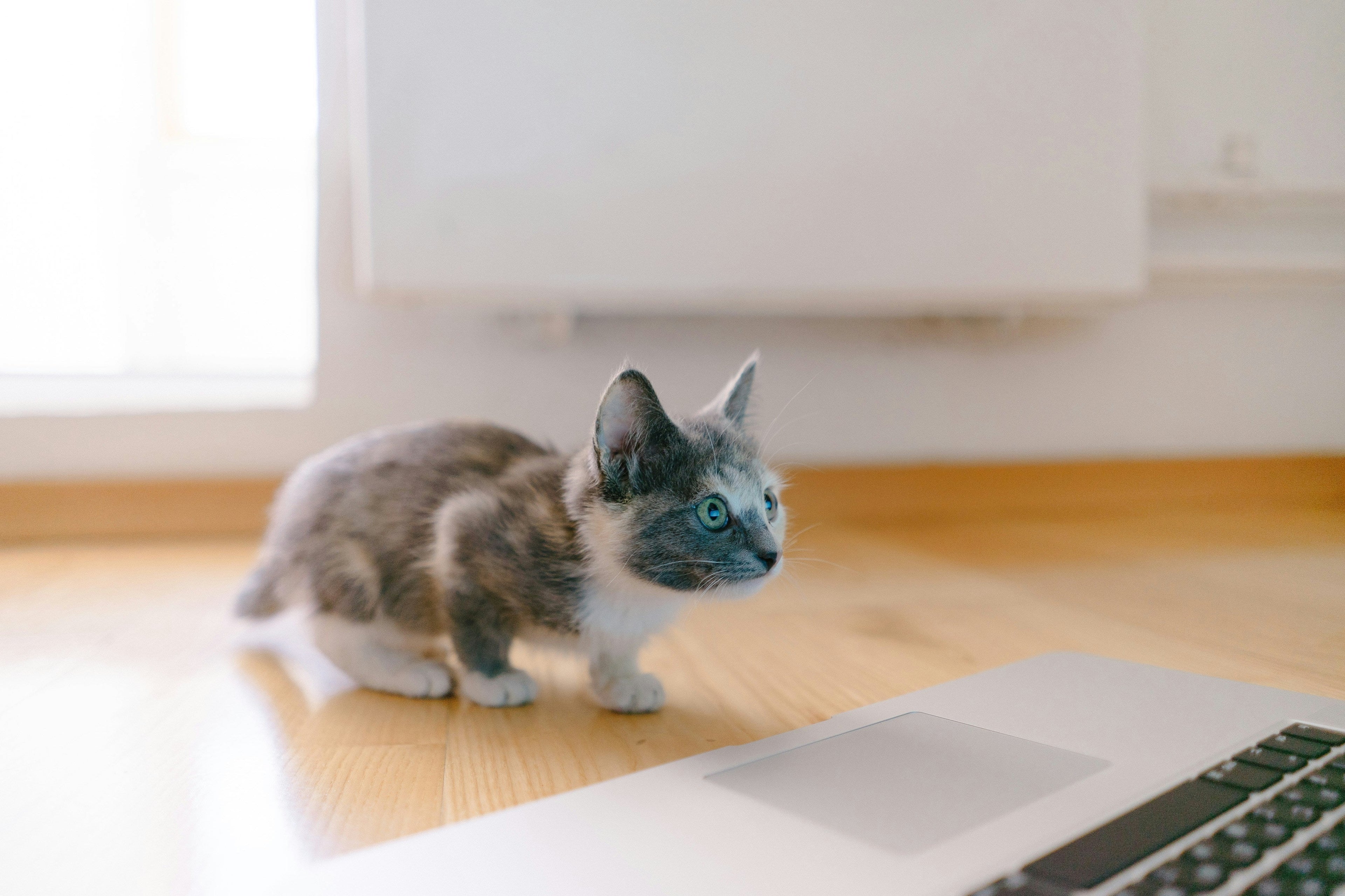 Why Your New Kitten Won't Eat (And What to Do)