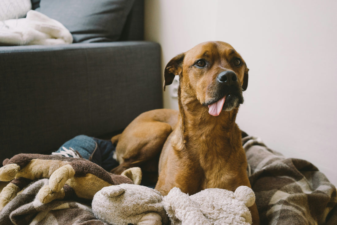 Indoor vs. Outdoor Dogs: Which Lifestyle Is Best for Your Dog?
