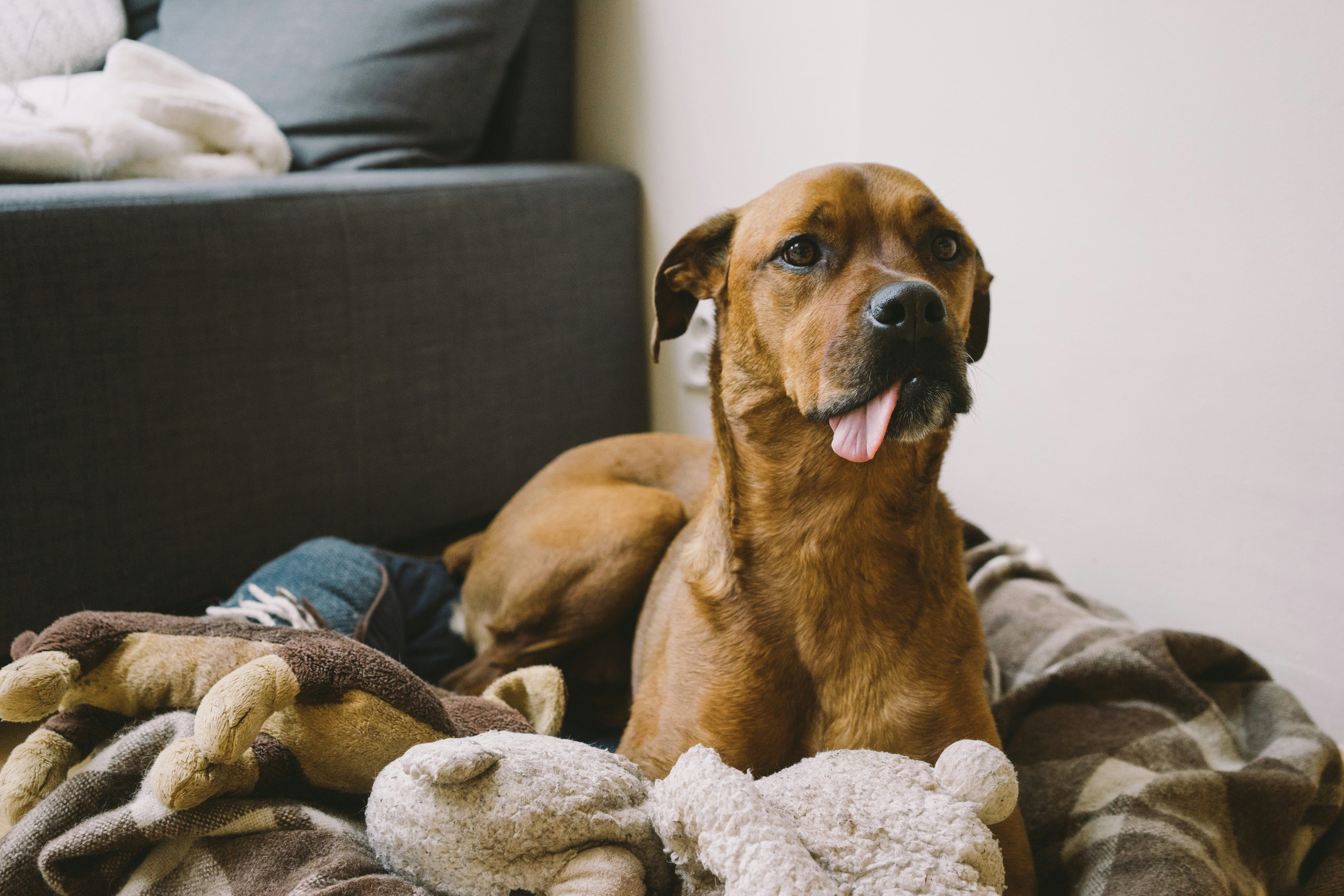 Indoor vs. Outdoor Dogs: Which Lifestyle Is Best for Your Dog?