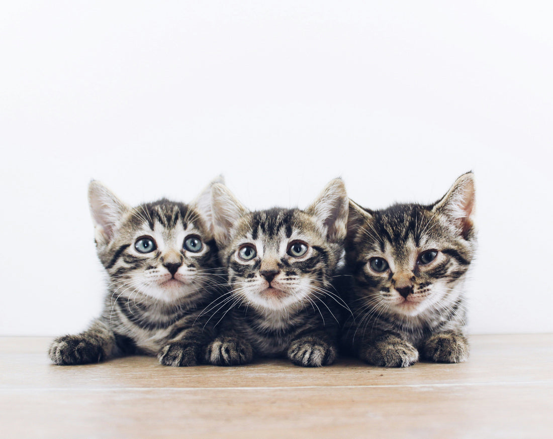 How to Choose a Kitten from a Shelter or Breeder: A Complete Guide for First-Time Owners
