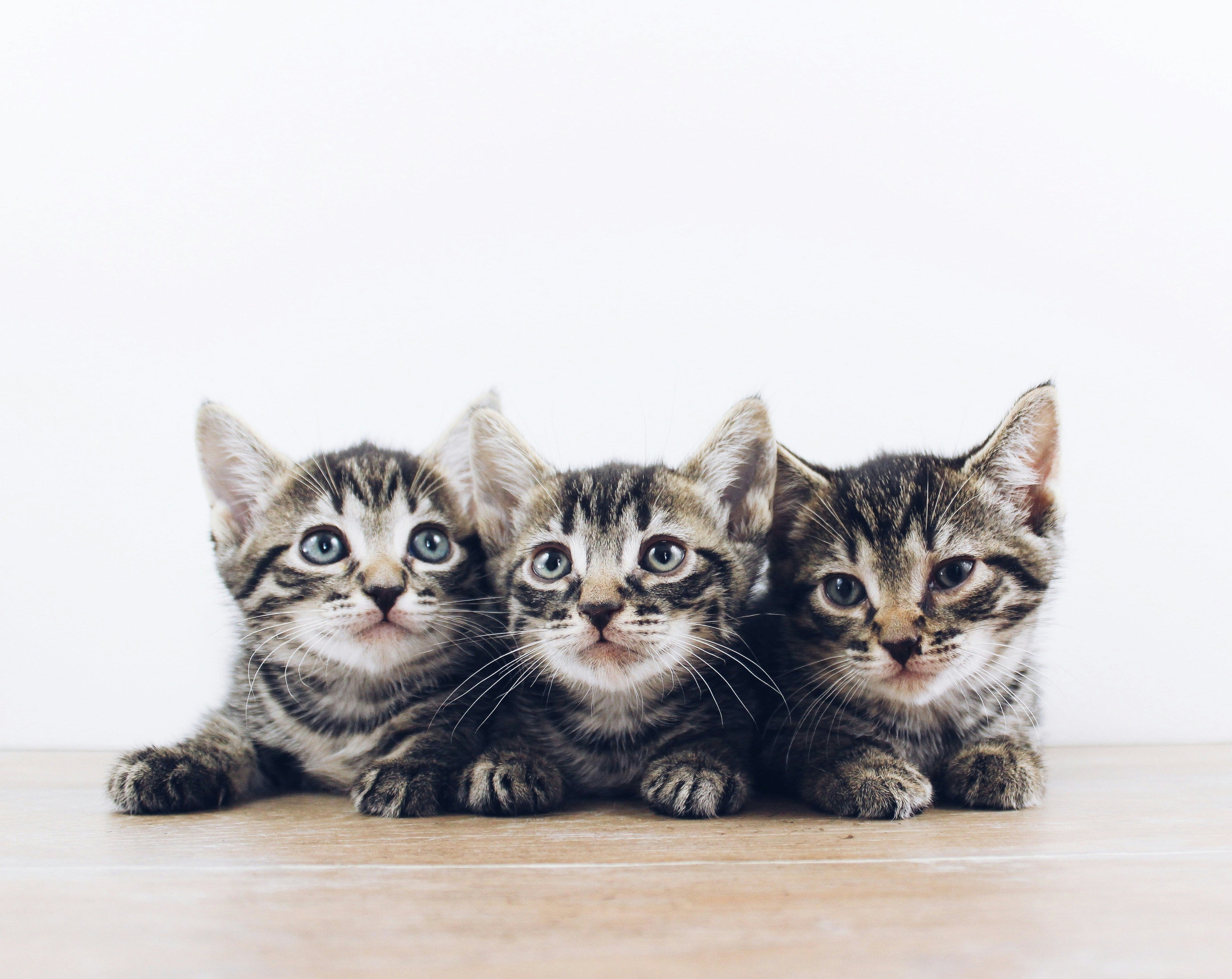 How to Choose a Kitten from a Shelter or Breeder: A Complete Guide for First-Time Owners