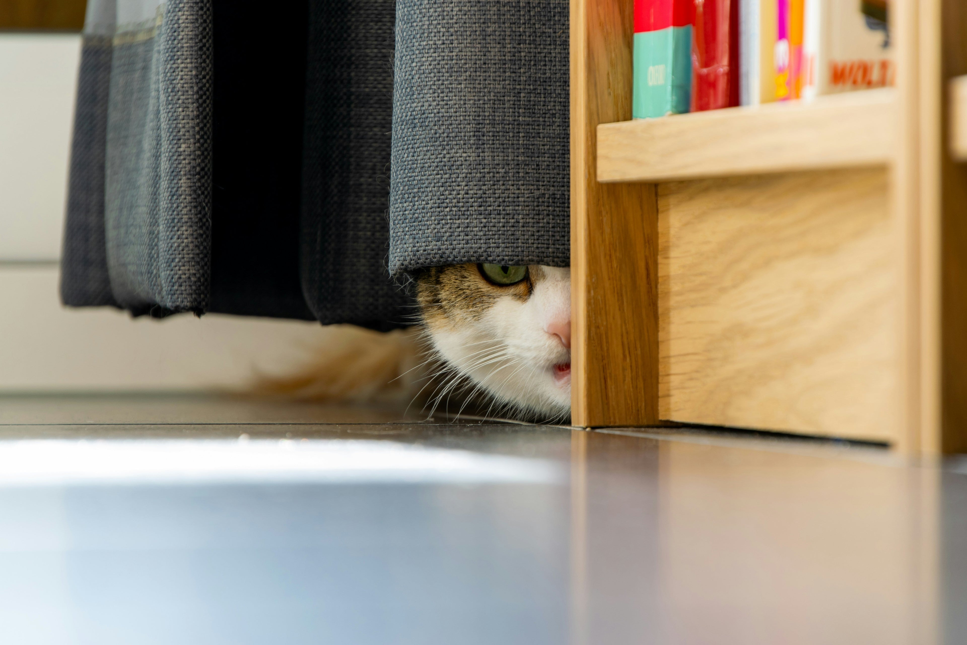 Why Is My Kitten Hiding? Common Reasons and What to Do
