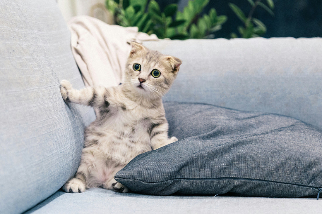 Your Kitten's First Week: A Day-by-Day Guide