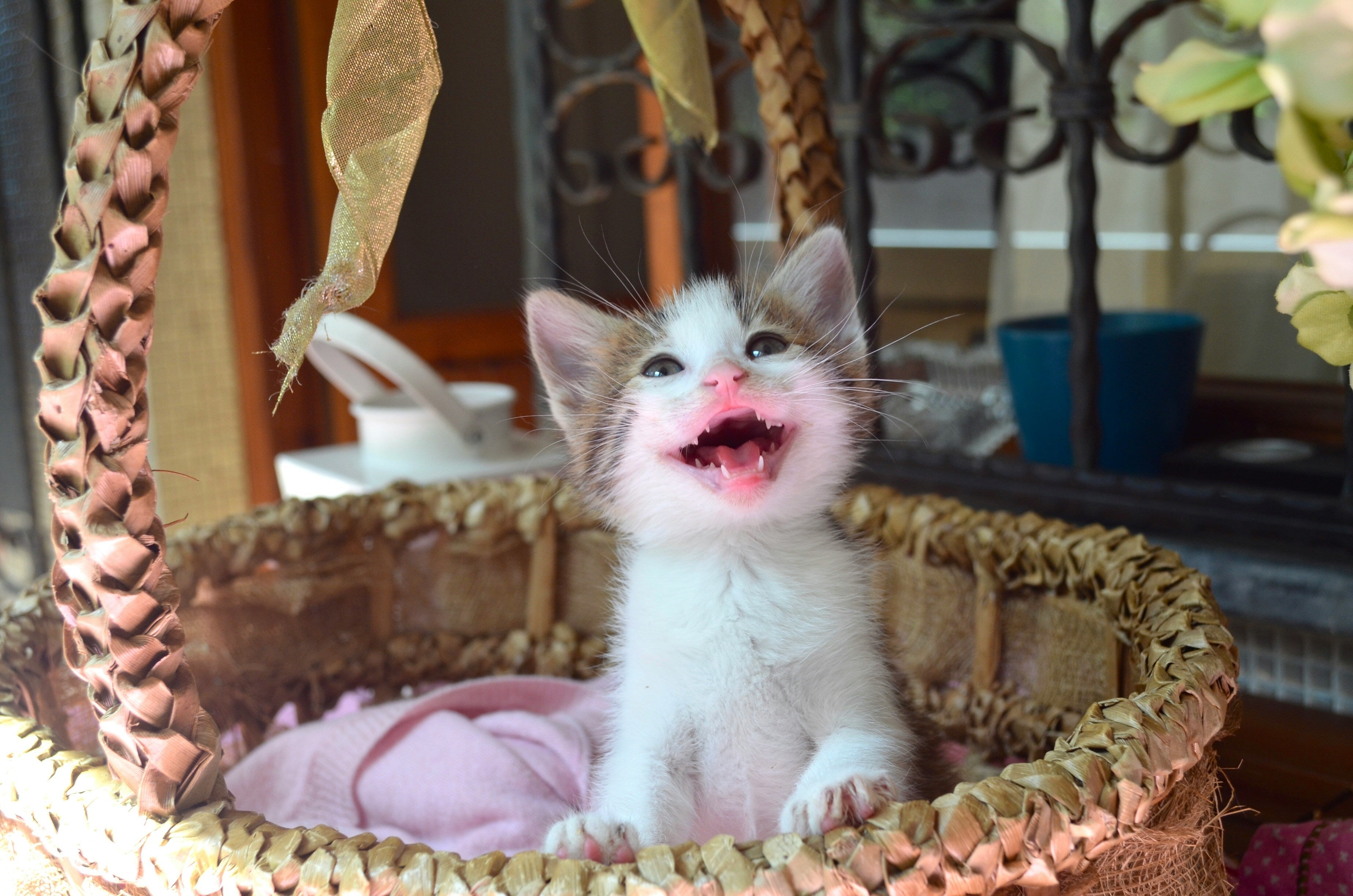 Why Is My Kitten Meowing So Much? Causes, Solutions &amp; When to Worry