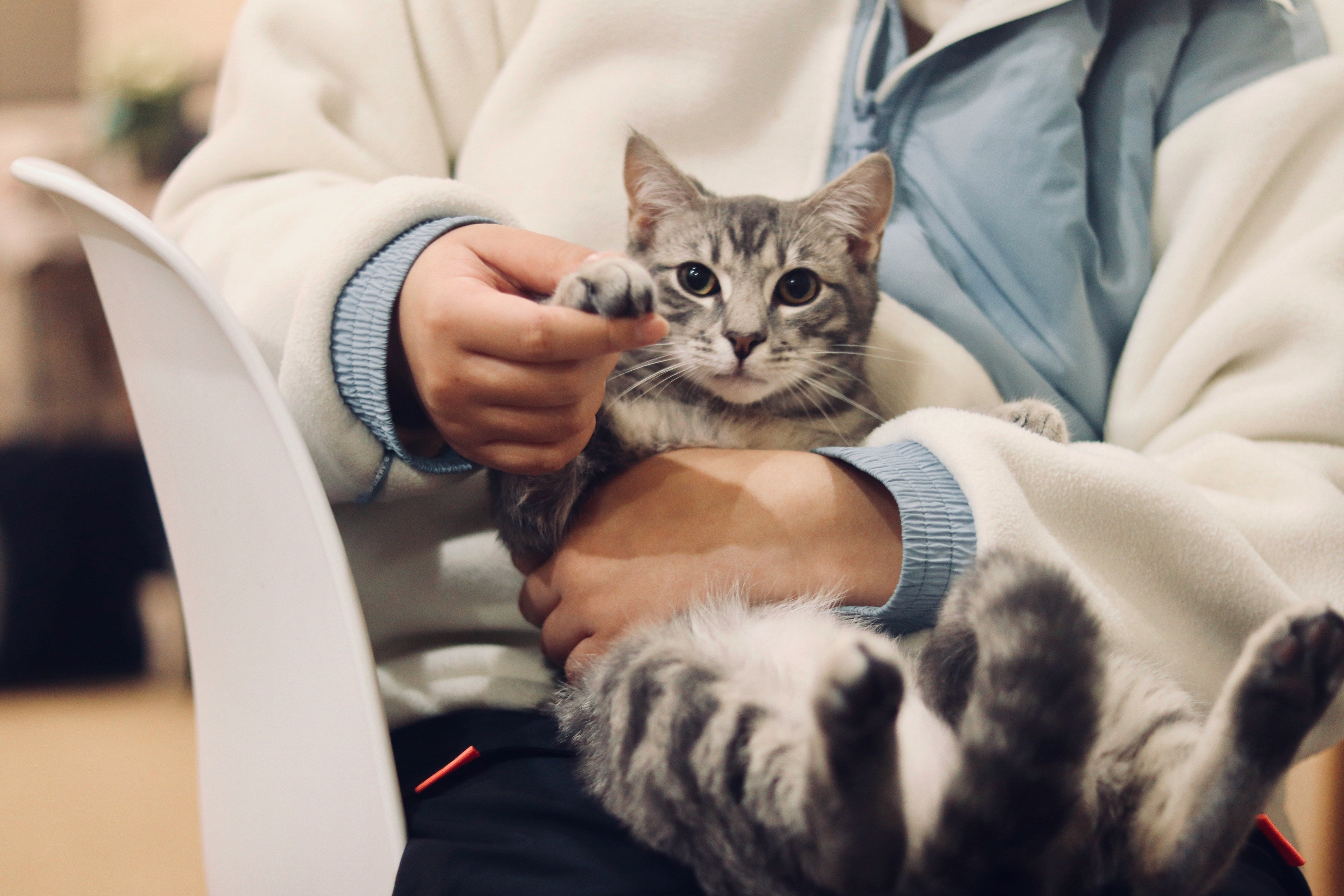 Signs Your Kitten Needs to See a Vet: Warning Symptoms Every Cat Owner Should Know
