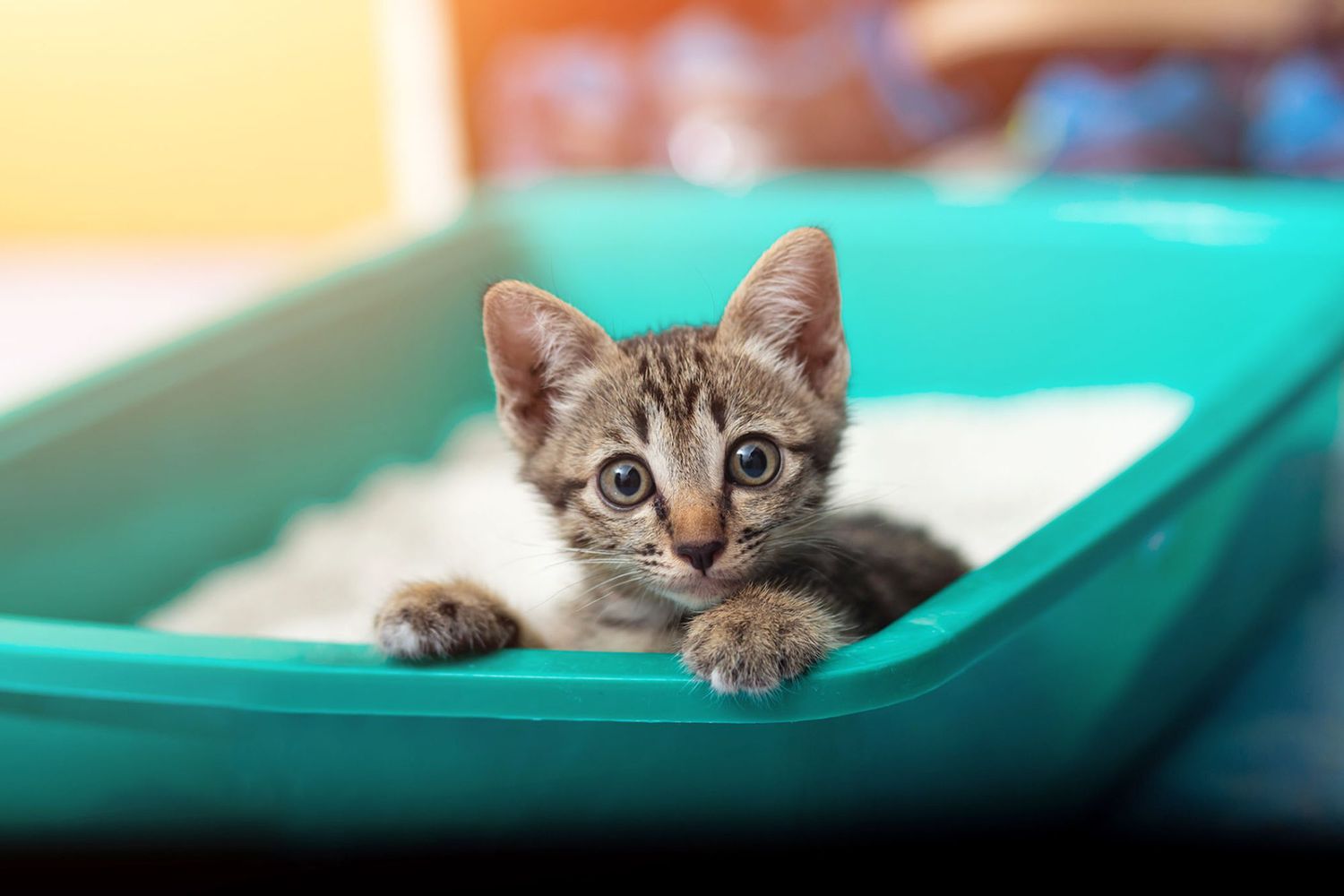 The Best Type of Litter for Kittens