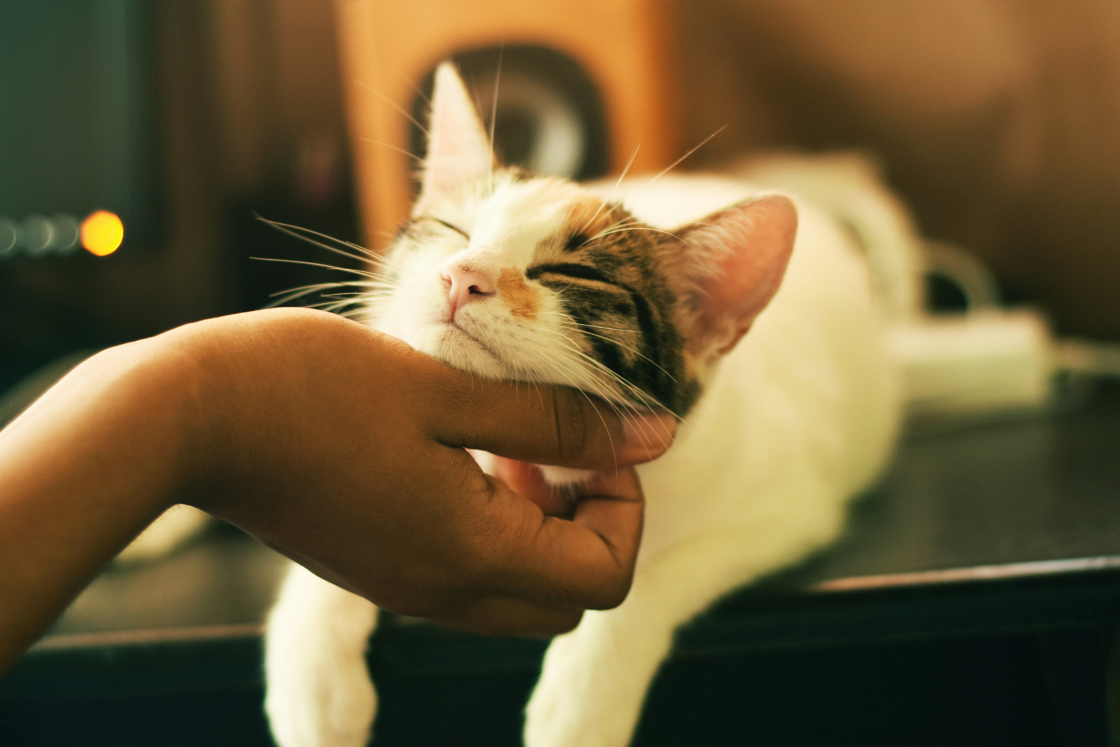 Why Is My Kitten Purring So Loud? Common Reasons Explained
