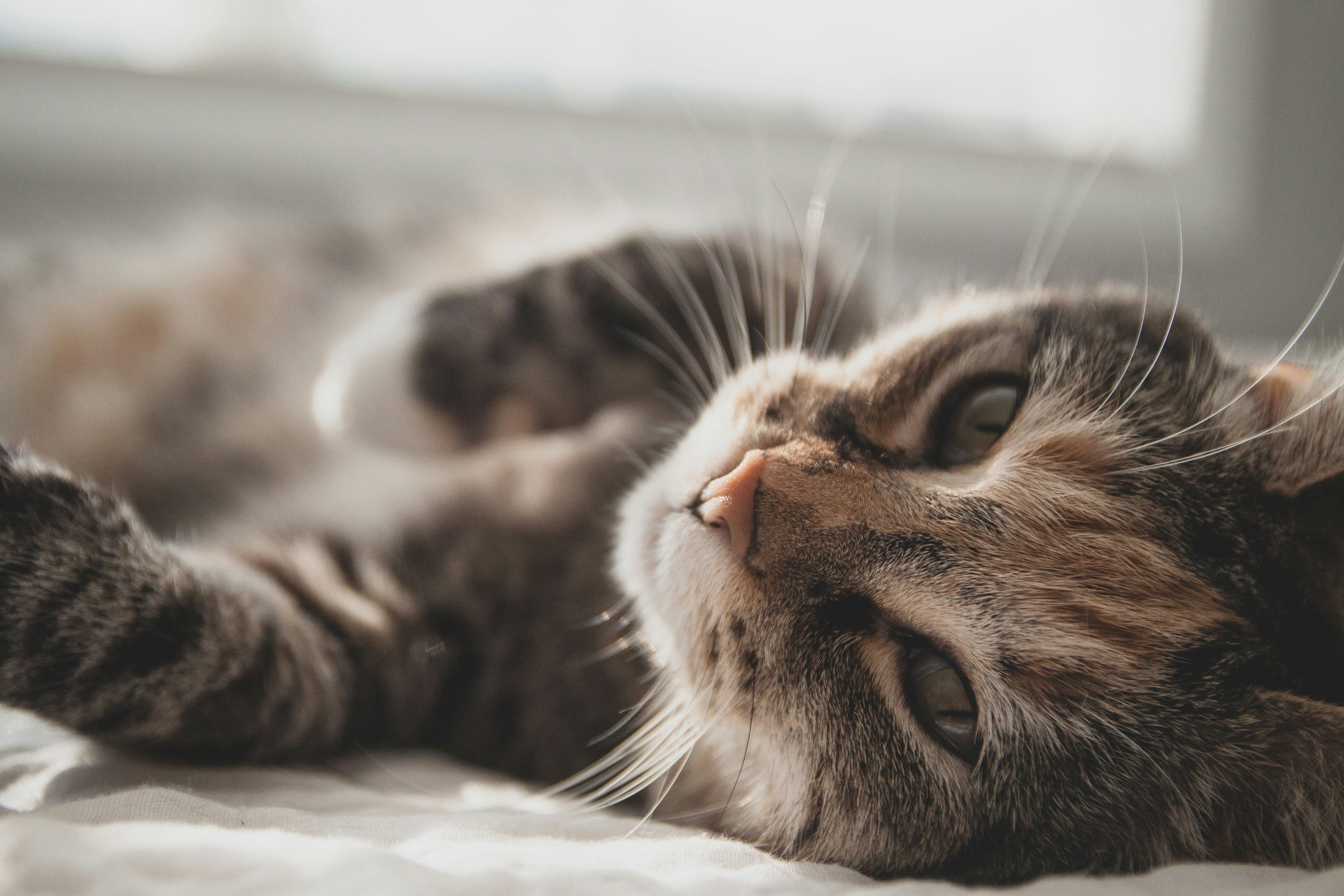 Understanding Kitten Behavior and Body Language: A Complete Guide