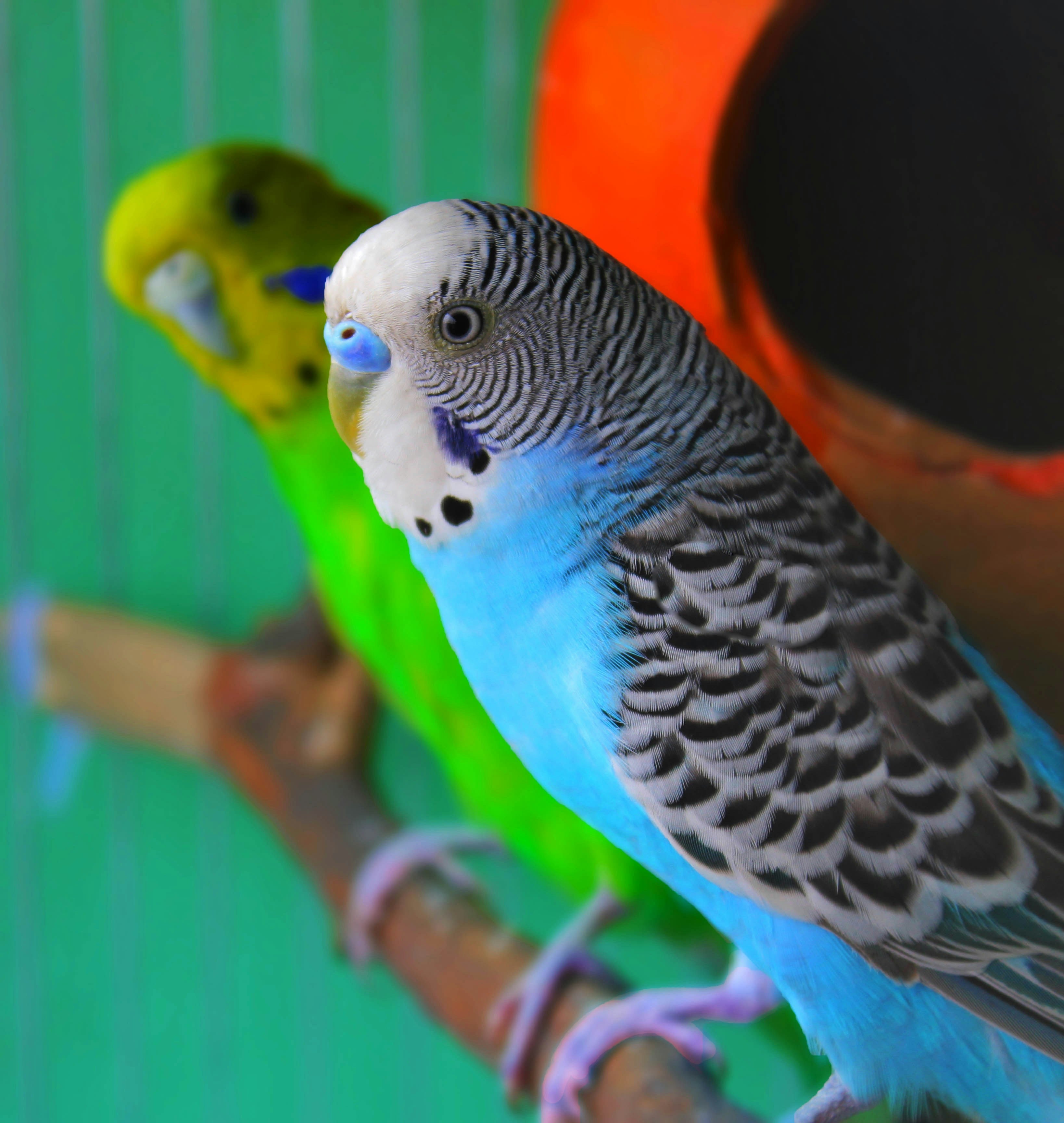 Bird Flock