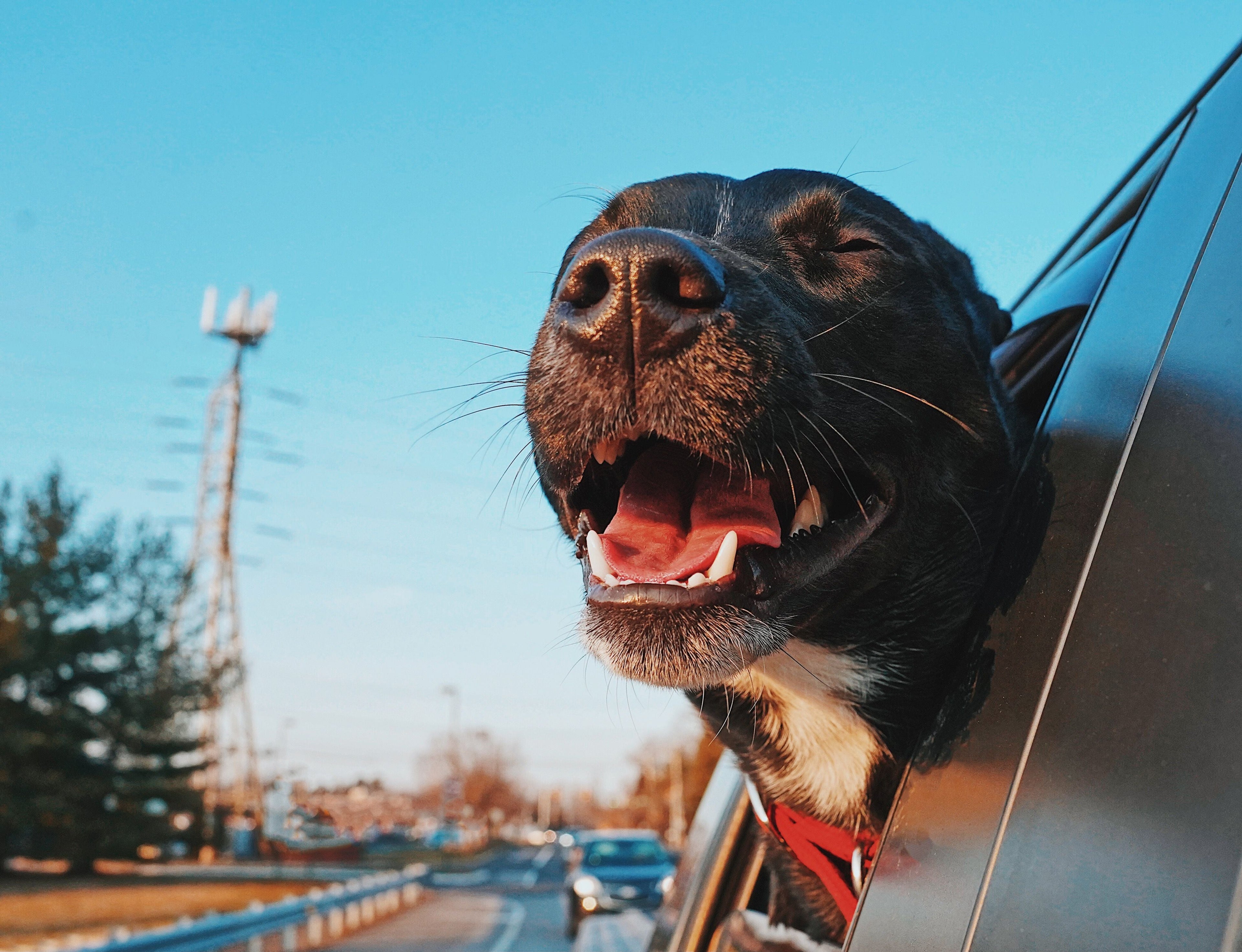 Pawder Travels