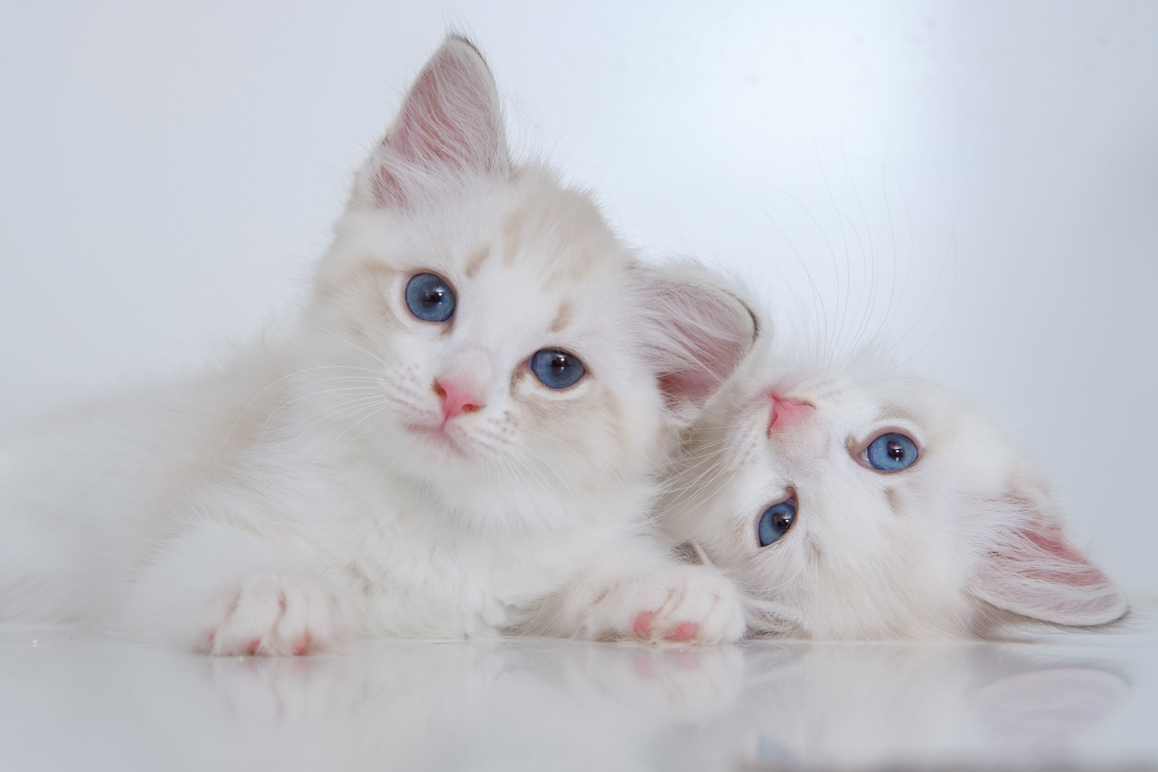Cat Society
