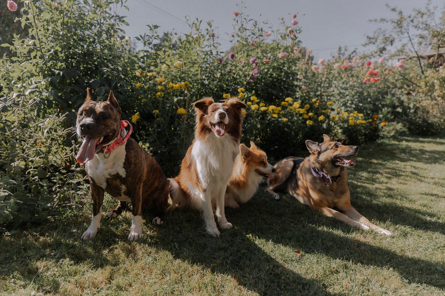 Which Dog Breed Matches Your Personality?